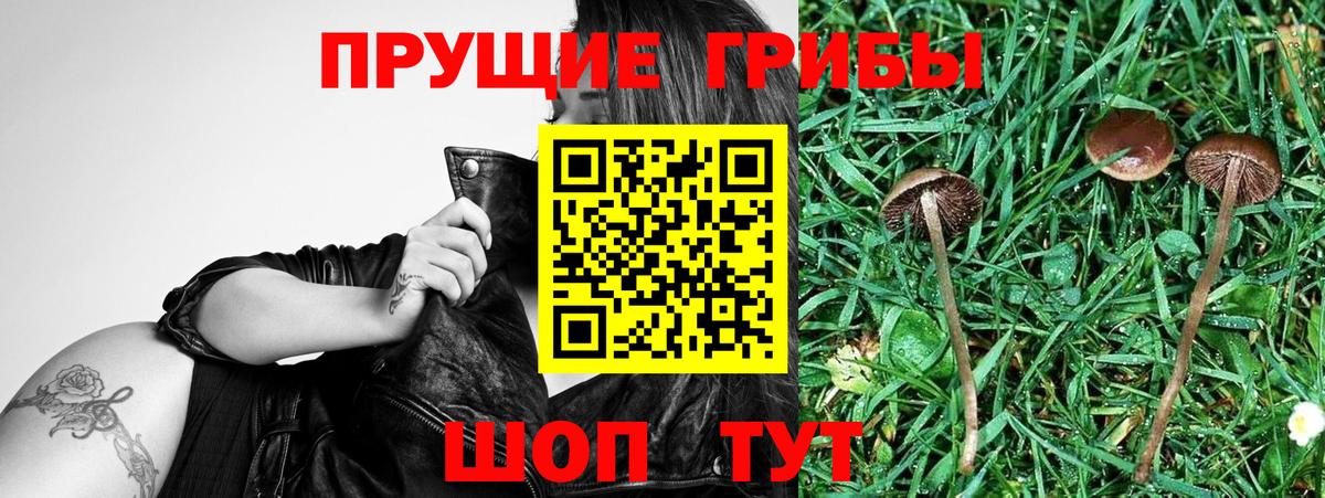 Галлюциногенные грибы Cubensis Северск